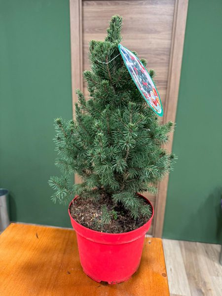 árbol de Navidad pequeño