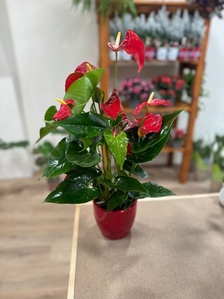 Anthurium con maceta