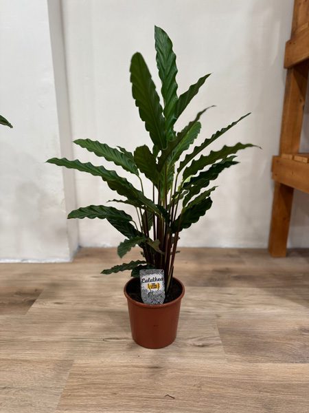 planta Calathea