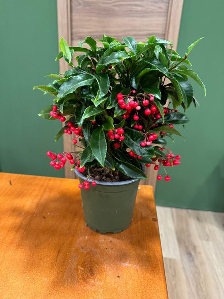 Planta Crenata Navidad