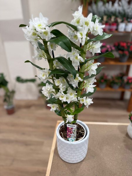 Dendrobium con macetero