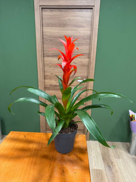 Planta Guzmania