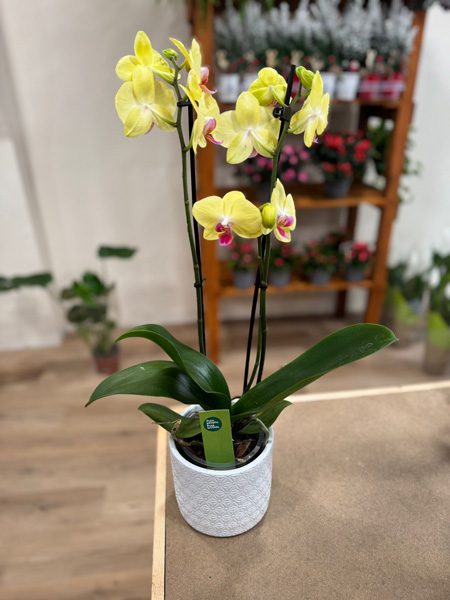 orquídea con macetero