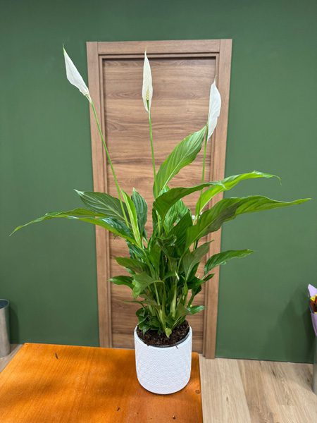 Spathiphyllum con macetero